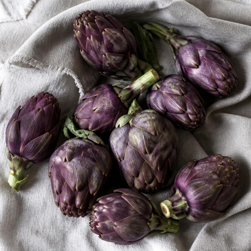 Artichaut — variété Poivrade (violet)