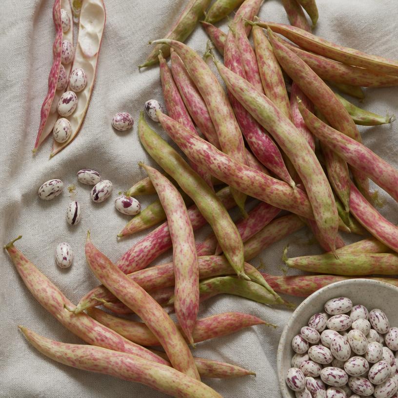 Haricot — variété Coco de Paimpol