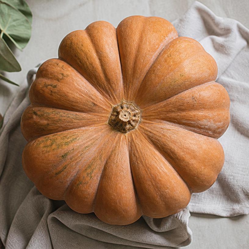 Courge — variété Muscade de Provence