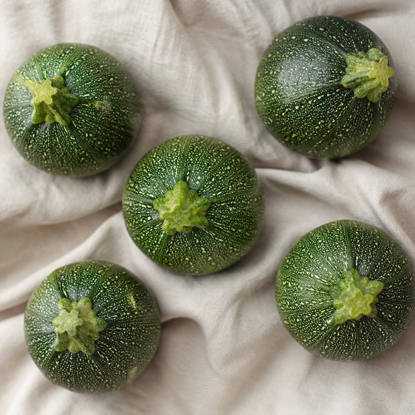 Courgette — variété Ronde de Nice