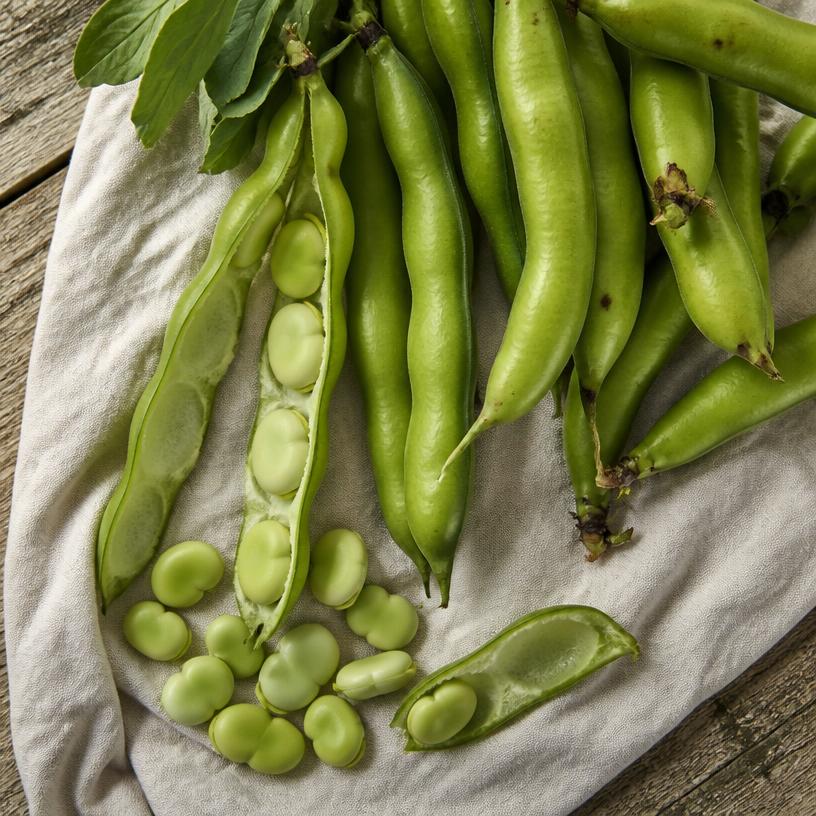 Fève — variété Fève fraîche