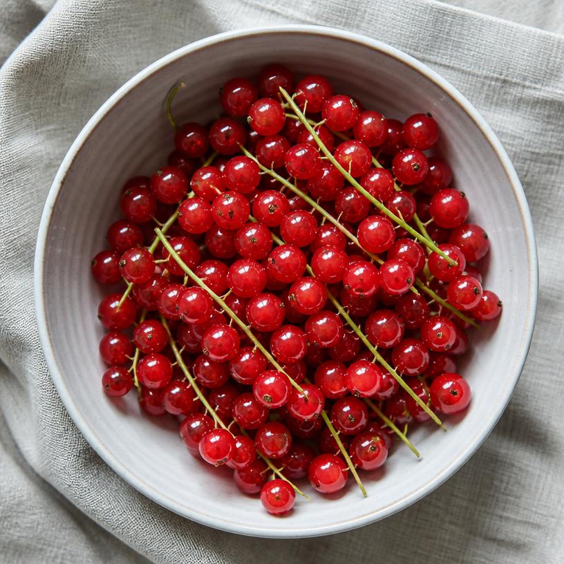 Groseille — variété Groseille à grappes