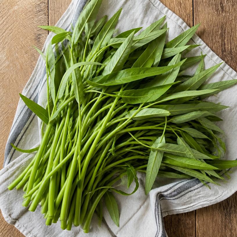 Liseron d'eau — variété Kangkung