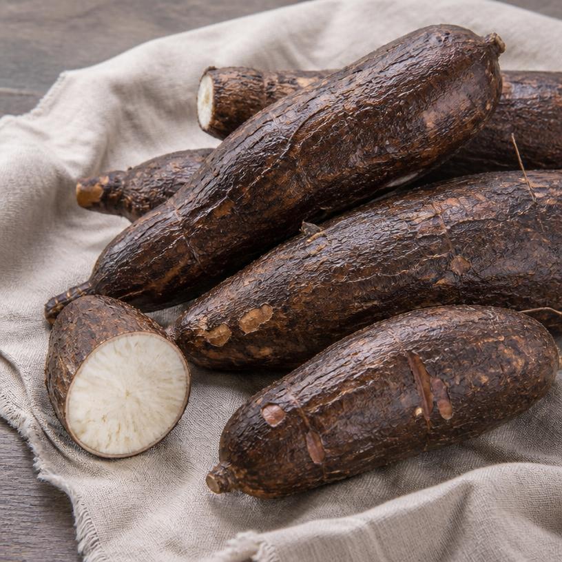 Manioc — variété Manioc doux