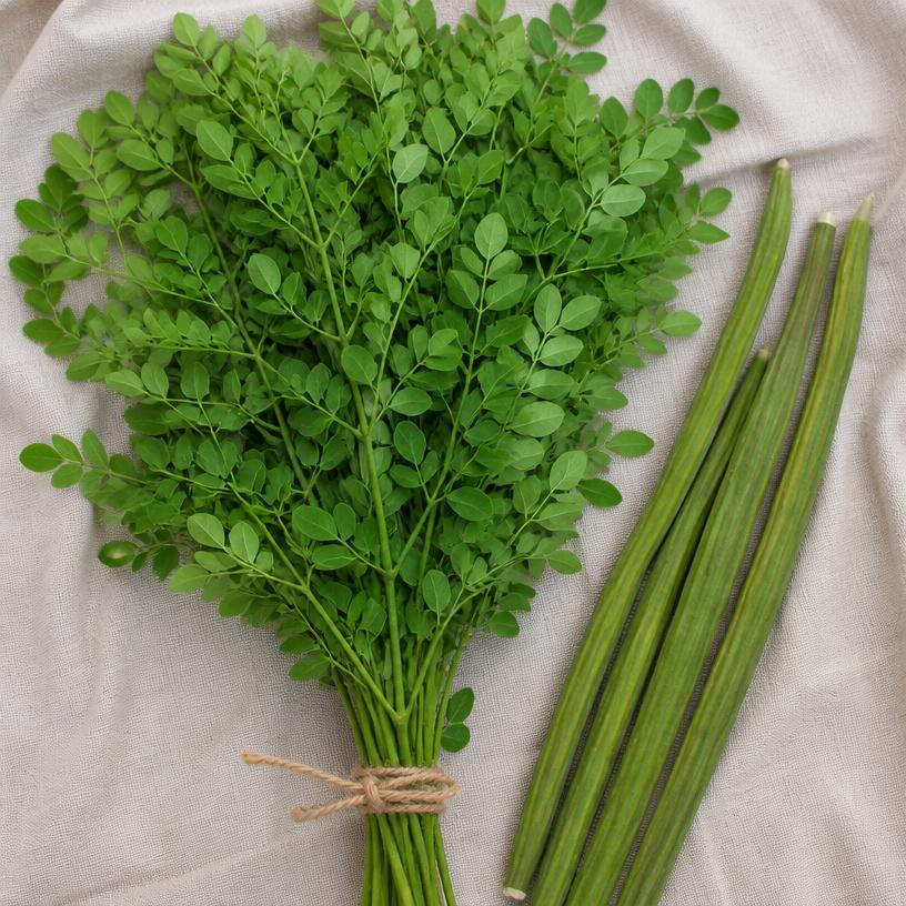 Moringa — variété Feuilles et gousses de moringa