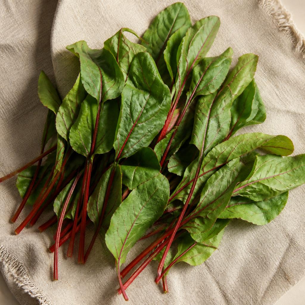 Oseille — variété Oseille de Guinée