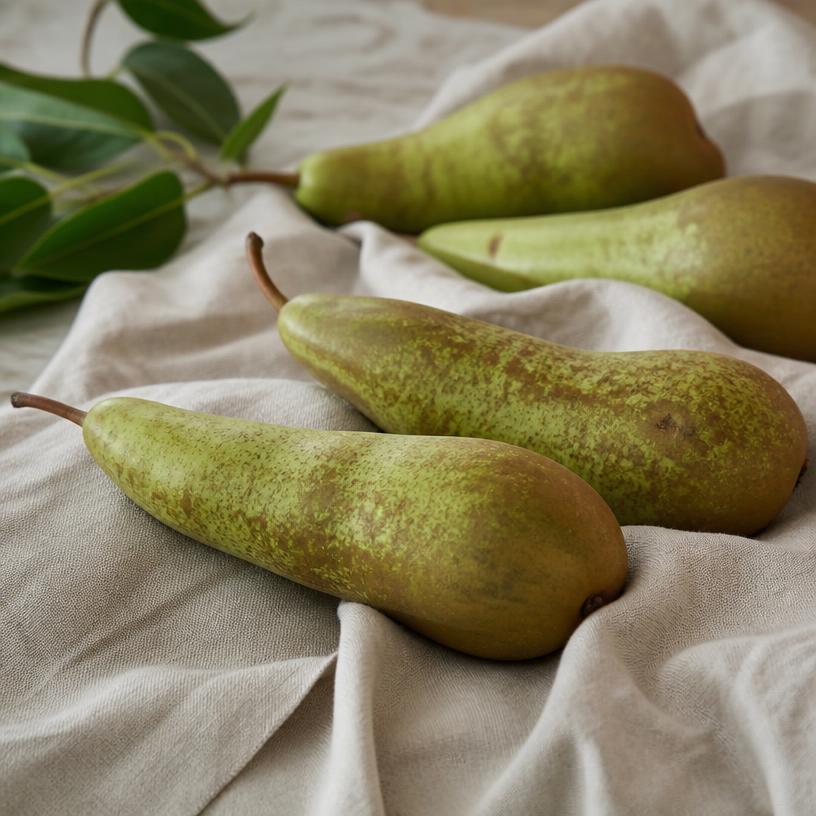 Poire — variété Conférence
