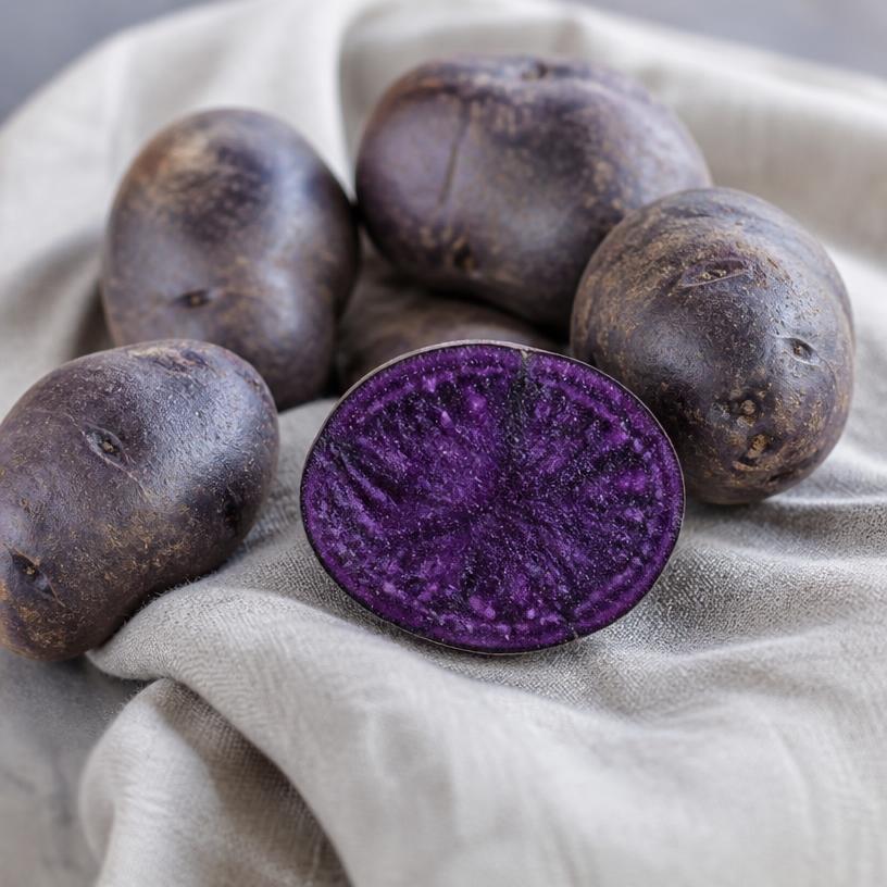 Pomme de terre — variété Vitelotte