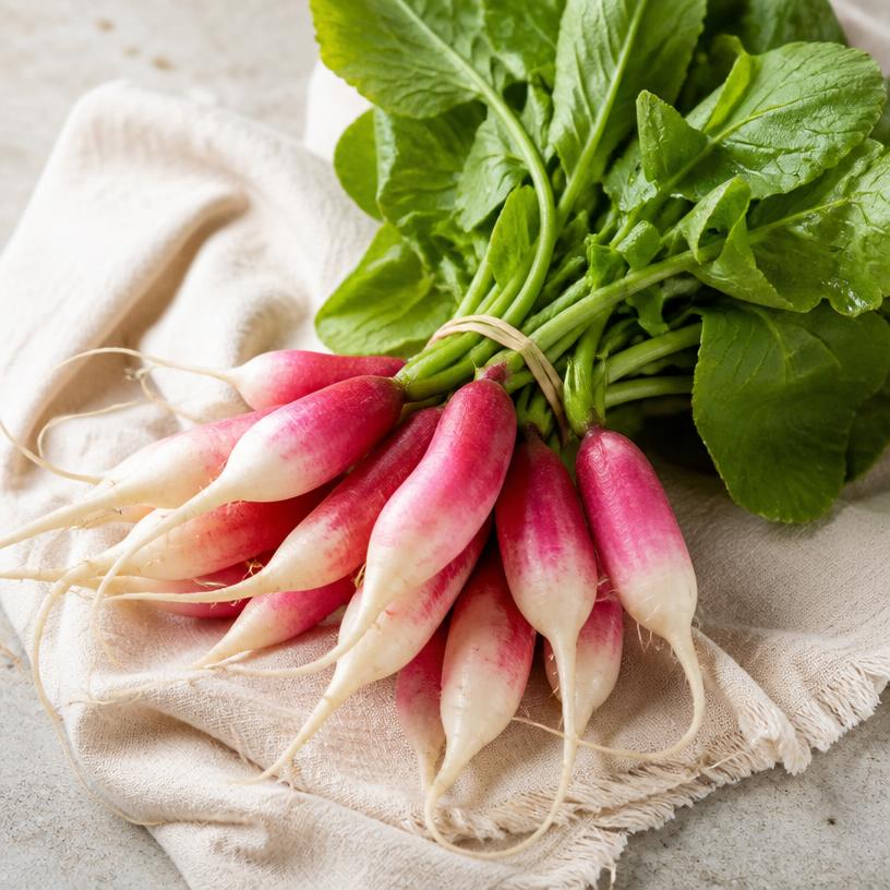 Radis — variété Radis rose de dix-huit jours