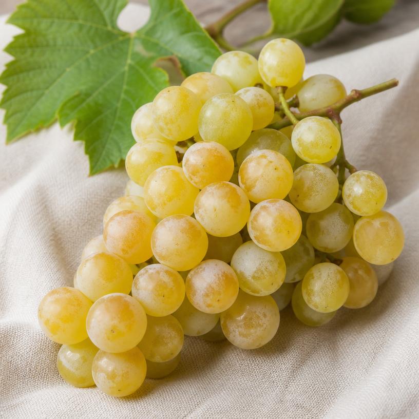 Raisin — variété Muscat de Hambourg