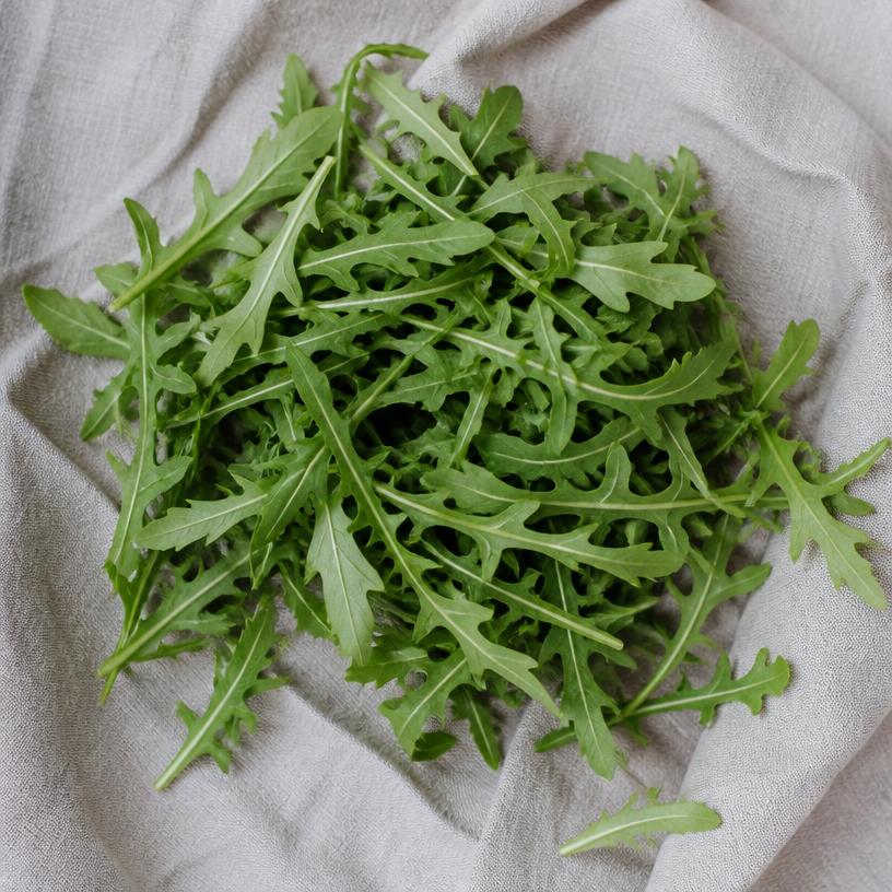 Roquette — variété Roquette cultivée