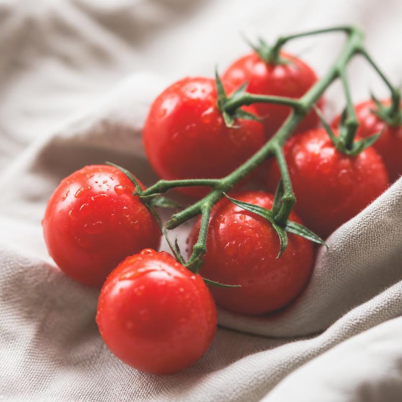 Tomate — variété Cerise
